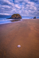 Sand Dollar Sunrise