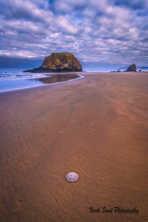 Sand Dollar Sunrise