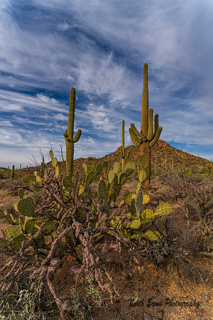Saguaro National Park 5
