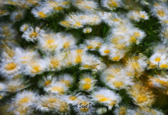 Daisies in the wind