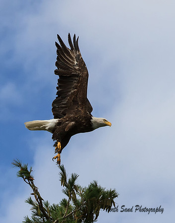 Flight II