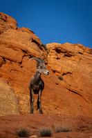 Big Horn Sheep