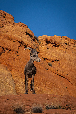 Big Horn Sheep