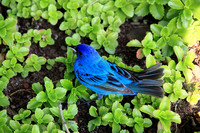 Indigo Bunting