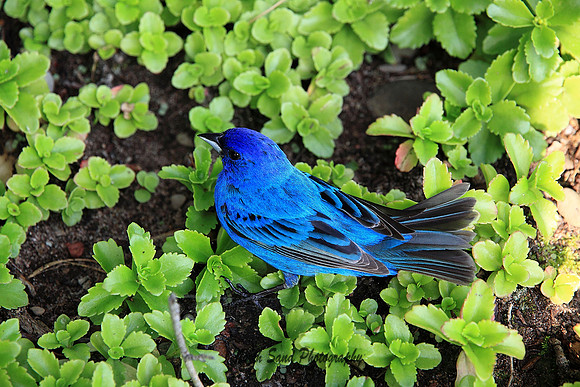 Indigo Bunting