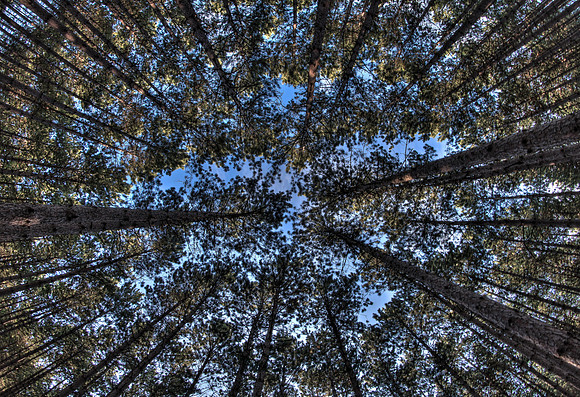 Tall Trees