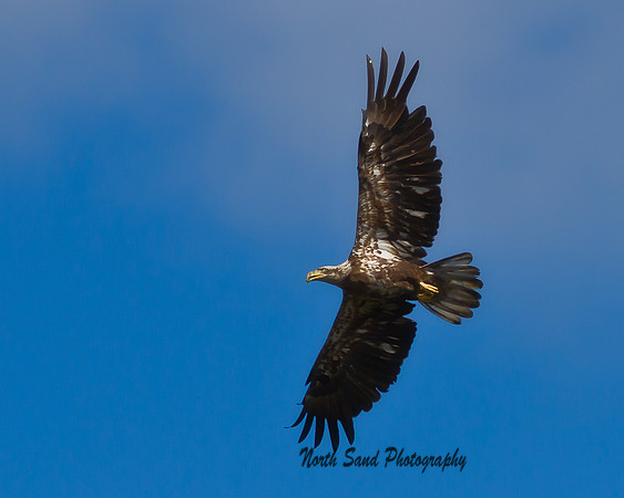 Soaring