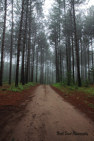 Foggy Morning Walk