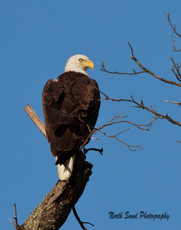 Eagle Perch 2