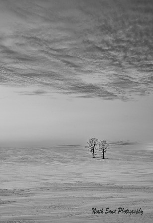 Solitude of Winter