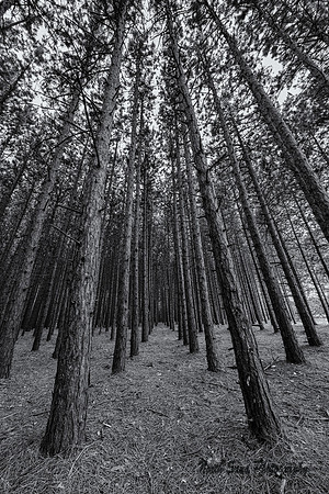 Big Pines