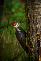 Pileated Woodpecker II