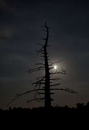 Moonlight Silhouette