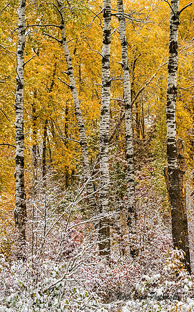 October Snow