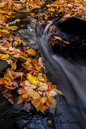 Pewit's Leaves