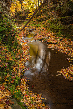 Pewits Nest Autumn