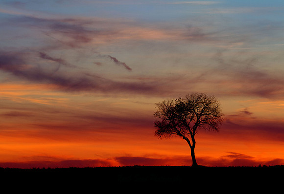 Sunset on a Lone Tree