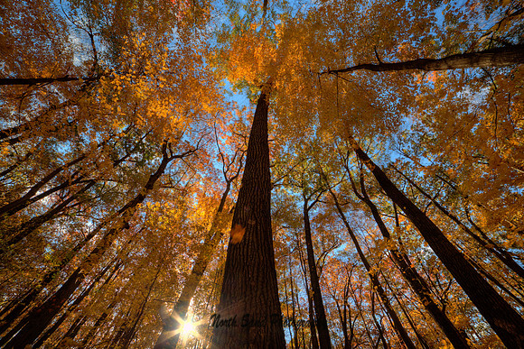 Golden Sky