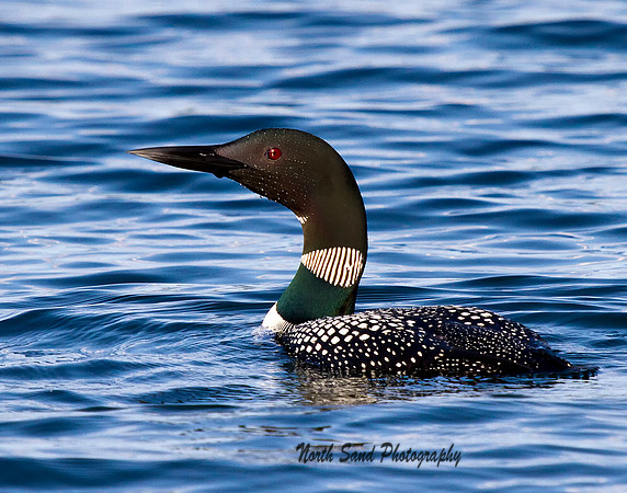 Common Loon