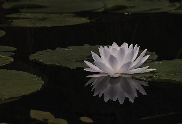 Water Lily