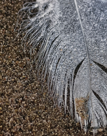 Feather in Sand
