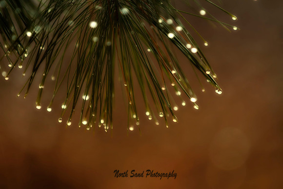 Pine Needle Glow