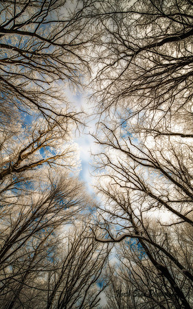 Winter Frost