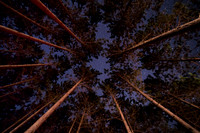 Into the Night Sky
