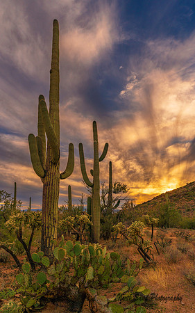 Saguaro National Park 1