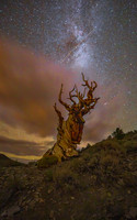 Bristle Cone Pine