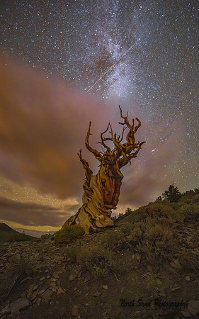 Bristle Cone Pine