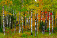 Fall Birch III