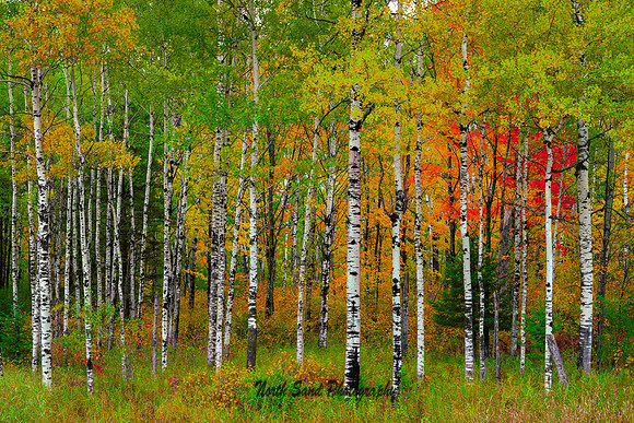 Fall Birch III