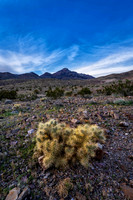 Death Valley Cactus