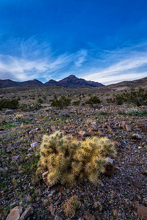 Death Valley Cactus