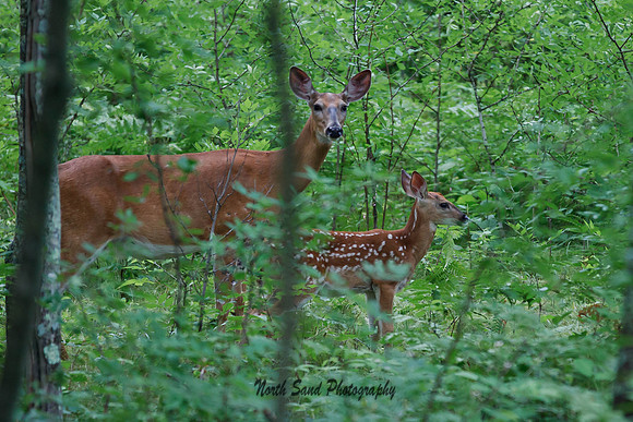 Mother and Fawn