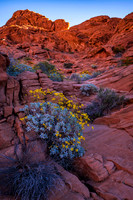 Valley of Fire Wildflowers