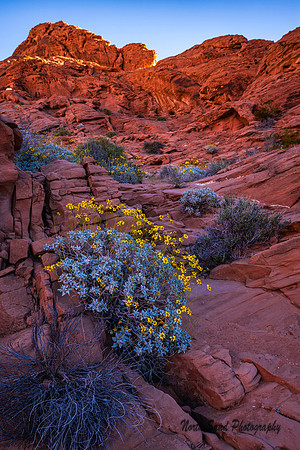 Valley of Fire Wildflowers