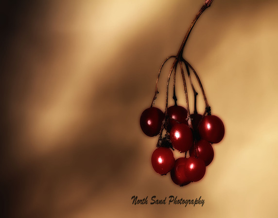 Winter Berries