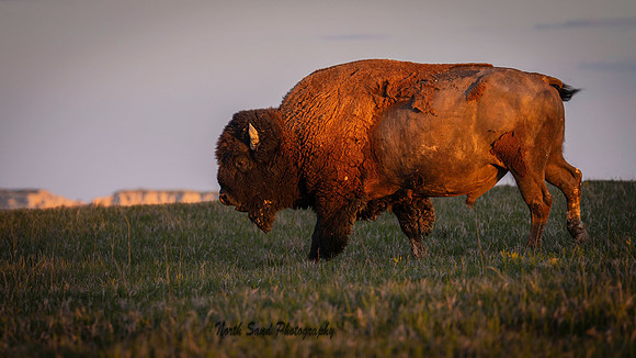 American Bison