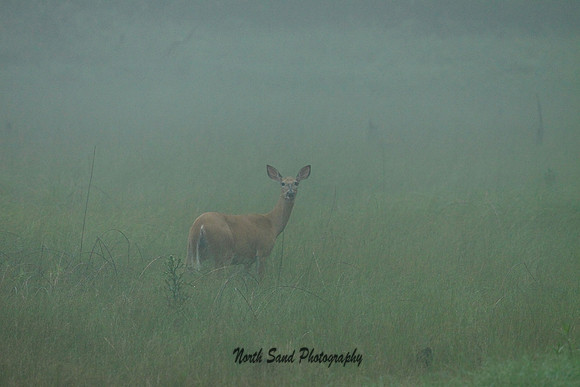 Whitetail Deer in the morning fog