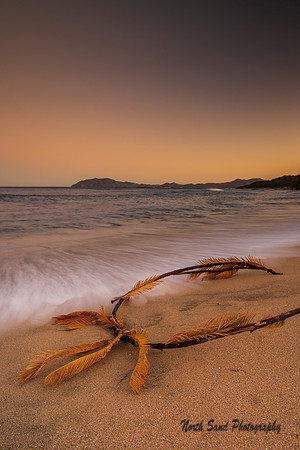Palm Sunrise 1- Costa Rica