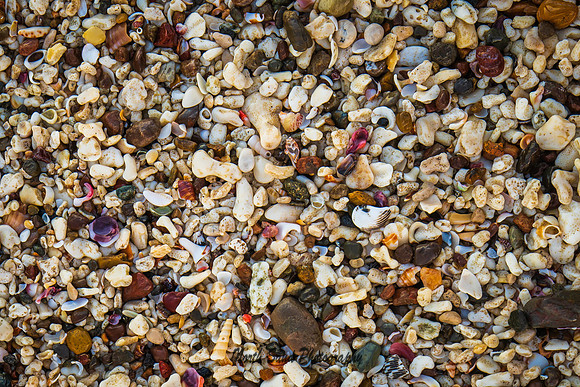 Shells- Costa Rica
