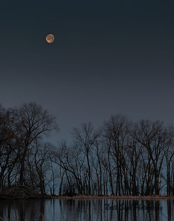 Moon over Trees