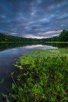 Lily Pads & Pickeralweeds