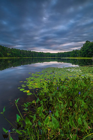 Lily Pads & Pickeralweeds