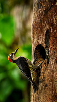 Black Cheeked Woodpecker