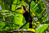 Keel-Billed Toucan 1