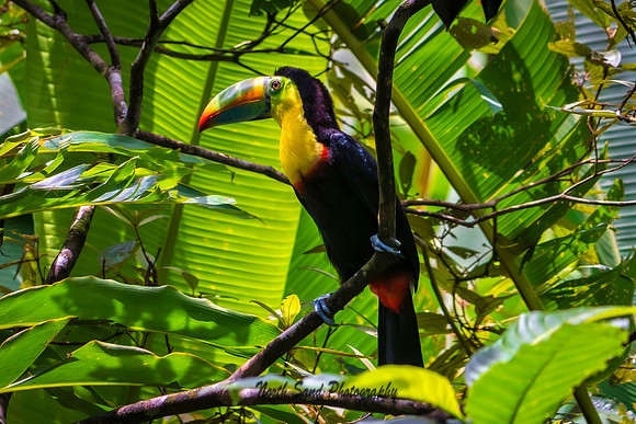 Keel-Billed Toucan 1