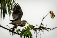 Tiger Heron